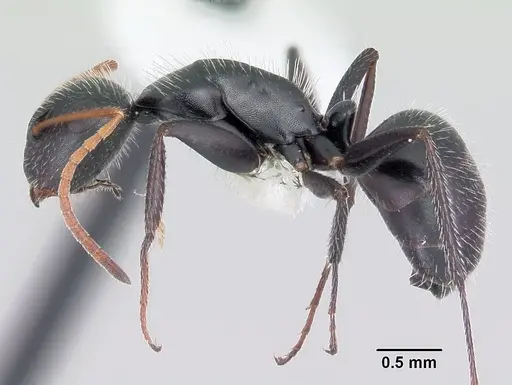 Camponotus mina - CASENT0104950