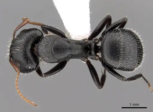 Camponotus mina - CASENT0280117