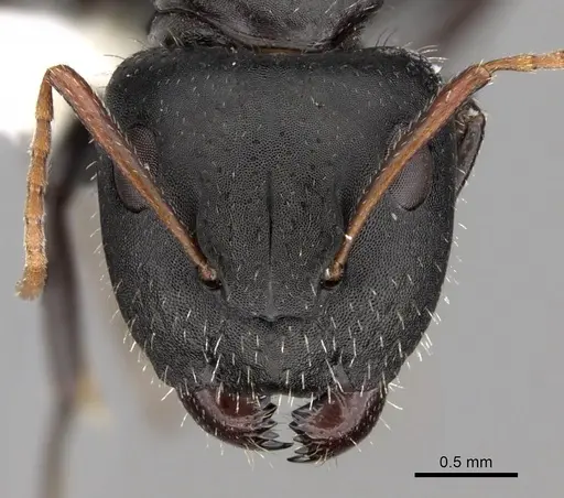 Camponotus mina - CASENT0280117