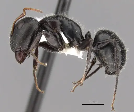 Camponotus mina - CASENT0280117