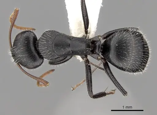 Camponotus mina - CASENT0280118