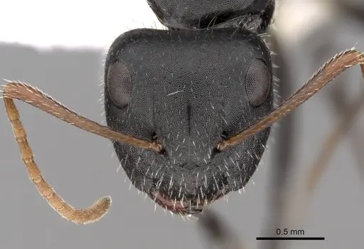 Camponotus mina - CASENT0280118