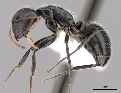 Camponotus mina - CASENT0280118