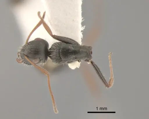 Camponotus mina - CASENT0882300