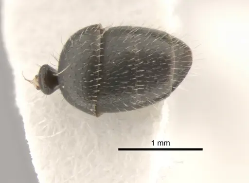 Camponotus mina - CASENT0882300