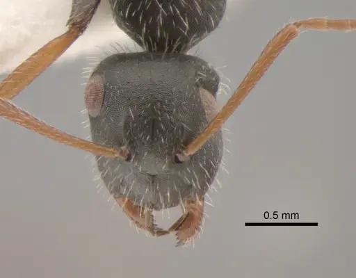 Camponotus mina - CASENT0882300