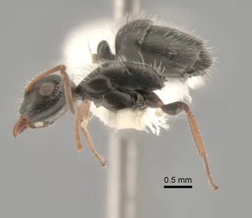 Camponotus mina - CASENT0882300