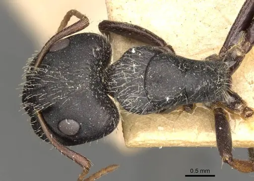 Camponotus mina - CASENT0910703