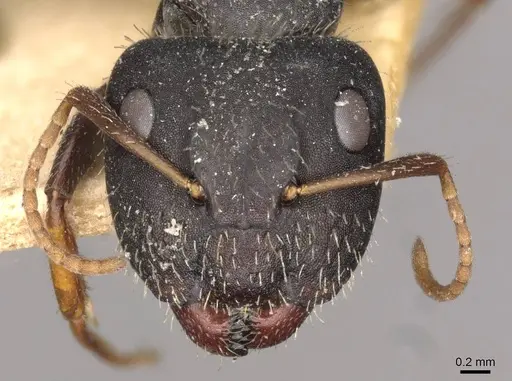 Camponotus mina - CASENT0910703