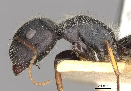 Camponotus mina - CASENT0910703