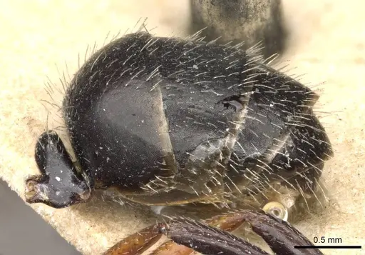 Camponotus mina - CASENT0910703