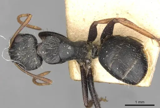 Camponotus mina - CASENT0910704