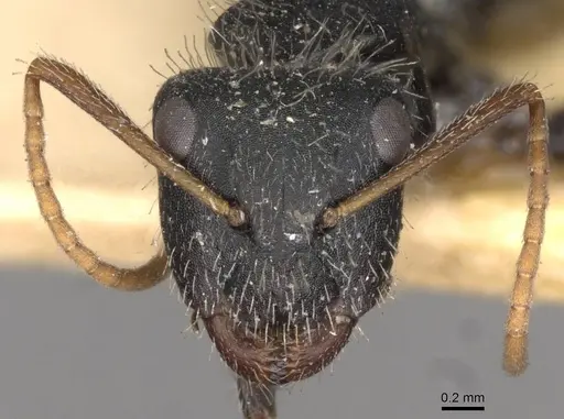 Camponotus mina - CASENT0910704