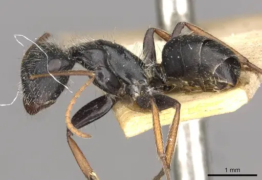 Camponotus mina - CASENT0910704
