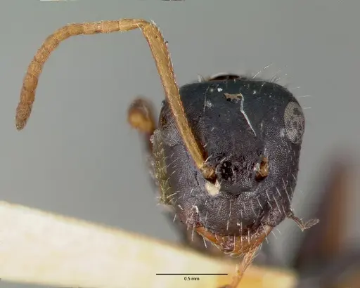 Camponotus mina - CASTYPE00595