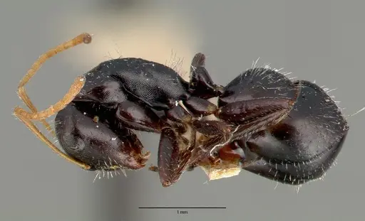 Camponotus mina - CASTYPE00596
