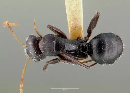 Camponotus mina - CASTYPE00597