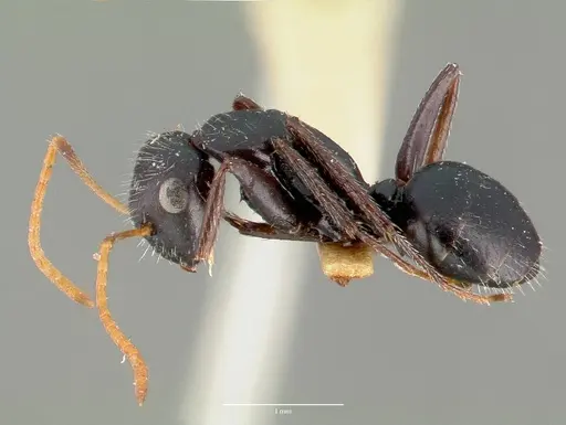 Camponotus mina - CASTYPE00597