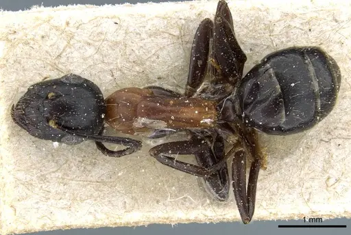 Camponotus minozzii specimen