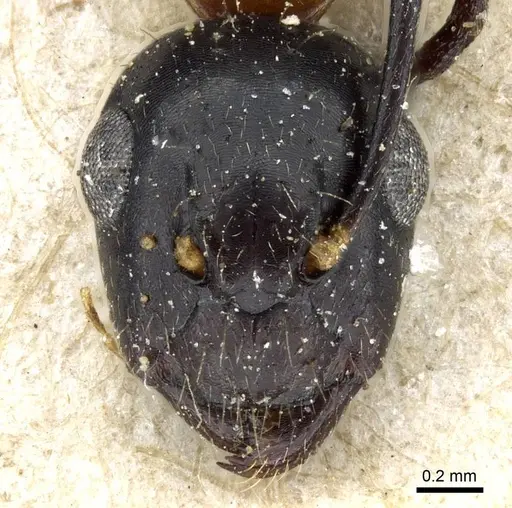 Camponotus minozzii specimen