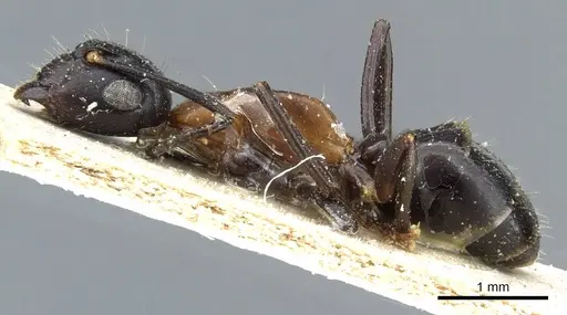 Camponotus minozzii specimen