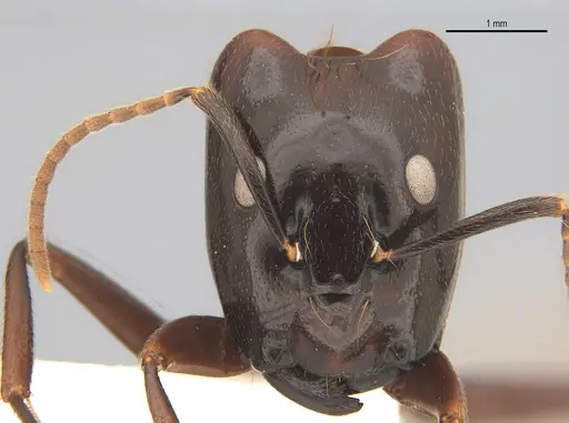 Camponotus mirabilis specimen
