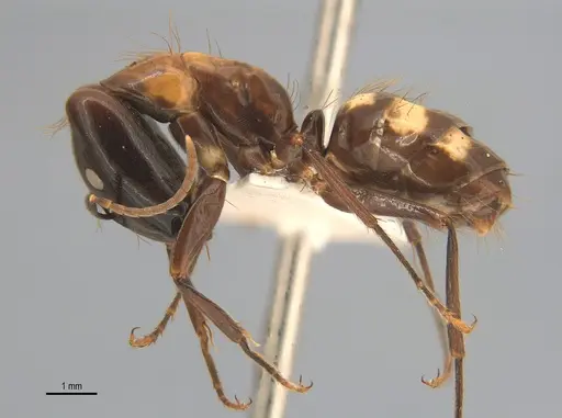 Camponotus mirabilis specimen