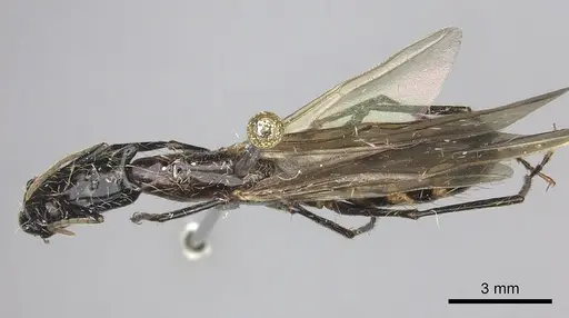 Camponotus mirabilis - CASENT0249616