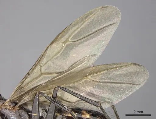 Camponotus mirabilis - CASENT0249616