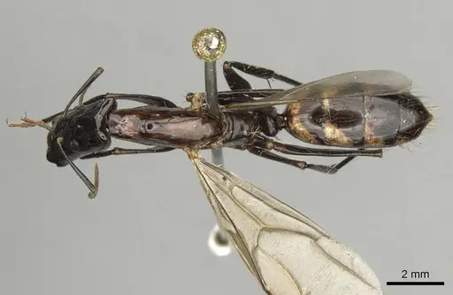 Camponotus mirabilis - CASENT0280166