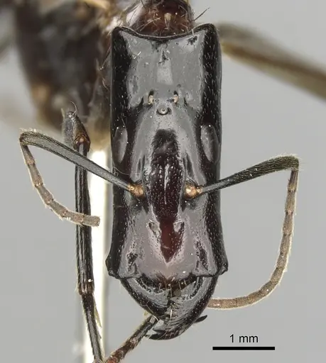 Camponotus mirabilis - CASENT0280166