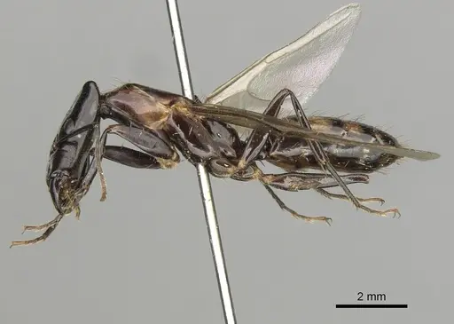 Camponotus mirabilis - CASENT0280166