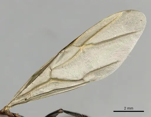 Camponotus mirabilis - CASENT0280166