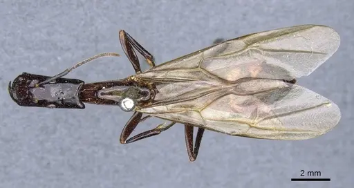 Camponotus mirabilis - CASENT0905507