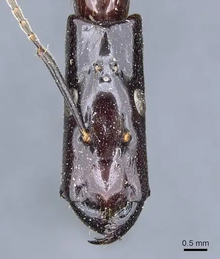 Camponotus mirabilis - CASENT0905507