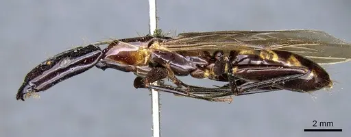 Camponotus mirabilis - CASENT0905507