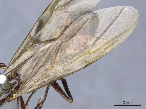 Camponotus mirabilis - CASENT0905507