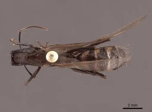 Camponotus mirabilis - FMNHINS0000062969
