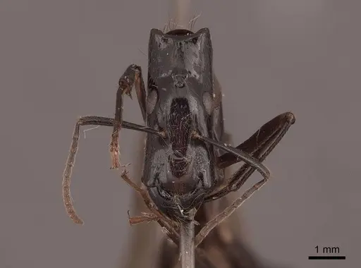 Camponotus mirabilis - FMNHINS0000062969