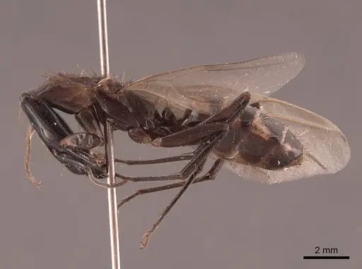 Camponotus mirabilis - FMNHINS0000062969