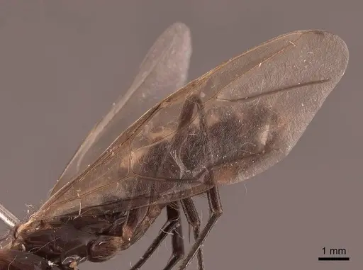 Camponotus mirabilis - FMNHINS0000062969