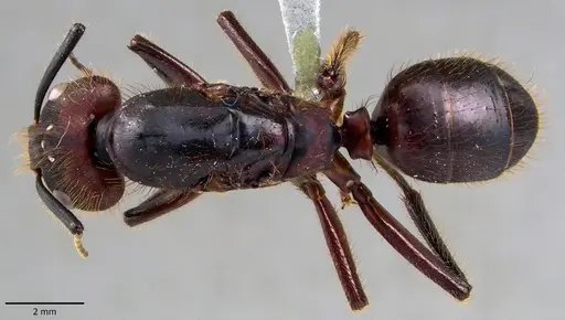 Camponotus misturus specimen