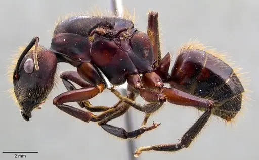 Camponotus misturus specimen