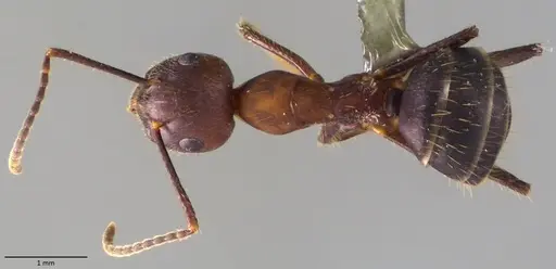 Camponotus misturus - ANTWEB1060017