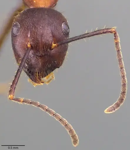 Camponotus misturus - ANTWEB1060017