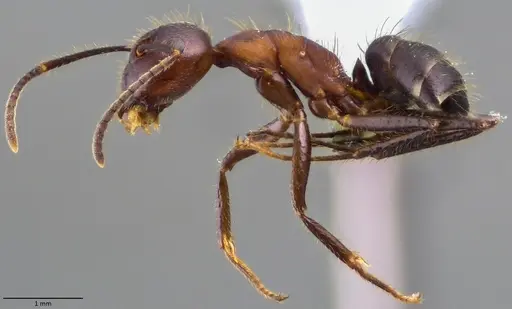 Camponotus misturus - ANTWEB1060017