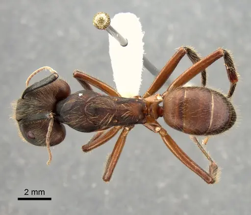 Camponotus misturus - CASENT0882013