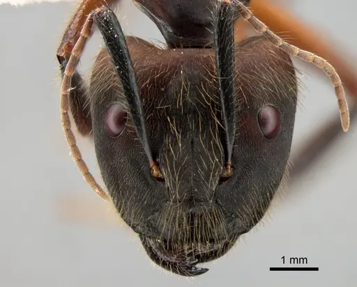 Camponotus misturus - CASENT0882013