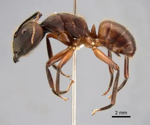 Camponotus misturus - CASENT0882013