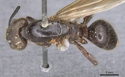 Camponotus misturus - CASENT0901894